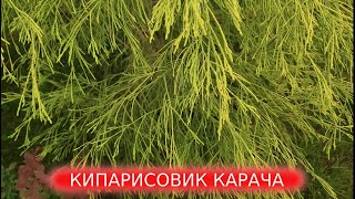 Кипарисовик лавсона Карача Chamaecyparis lawsoniana Karaca [upl. by Jeniffer]