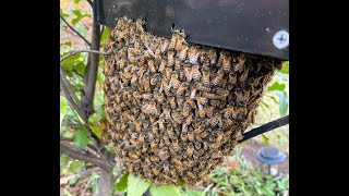 A Swarm on a Mailbox Feb 2023 [upl. by Aslin]