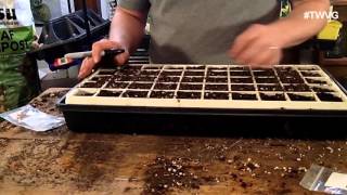 Starting Beets from Seed Garden Tip [upl. by Notsirhc]