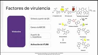 Infección por Chromobacterium violaceum  posgrado Infectología UNAL [upl. by Ingold170]