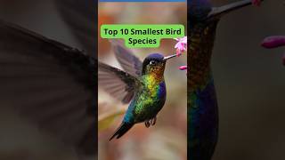 Top 10 Smallest Bird Species [upl. by Giarg]