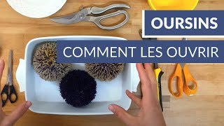 Comment ouvrir des oursins   Tuto Poiscaille [upl. by Nawiat]