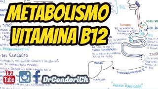 Benefícios da VITAMINA B12  Alimentos Como Tomar e Quem Está em Risco [upl. by Enert]