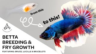 Fancy Koi Betta Breeding amp Fry Growth  Day 1 to adult plakat HMPK [upl. by Sivrat]