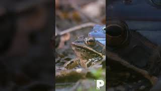 This frog turns BLUE when mating shorts [upl. by Honeyman]