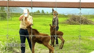 Bottle Feeding Moose Calves SO CUTE Rescued Baby Moose [upl. by Barthel86]