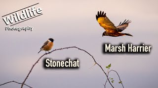 Marsh Harrier amp Stonechat  UK Wildlife and Nature Photography  Canon R5 [upl. by Babbette151]