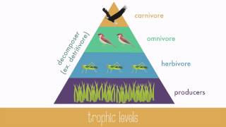 Energy Transfer in Trophic Levels [upl. by Ecydnarb]