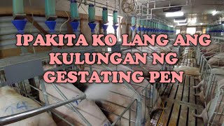 KULUNGAN NG GESTATING PEN [upl. by Gosnell]