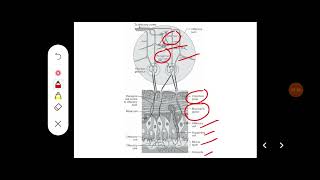 Q Describe olfaction and olfactory pathway [upl. by Rennerb545]