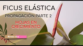 Ficus elástica o gomero Propagación y esquejes Hojas en crecimiento Parte 2 [upl. by Lindberg]