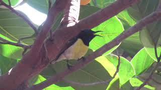 Purple rumped sun bird call [upl. by Steffy]