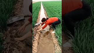 चीन में गेहूं की खेती 🌾 shorts farming farmer agriculture kisan farmingtechonology [upl. by Stephenie285]