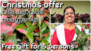 Aglaonema plants 8 varieties for sale Christmas offer saleFree gifts for 5 persons [upl. by Joelle]