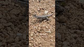 Texas spiny lizard Sceloporus olivaceus  Bee Cave Texas [upl. by Lefty]