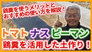 家庭菜園や農園の夏野菜栽培で鶏糞を使ったおすすめの土作りを徹底解説！ナス科野菜と相性の良い鶏糞を使うメリットとナス科野菜野菜の育て方！【農家直伝】 [upl. by Dena]