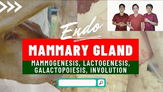 VET ENDO  Mammogenesis Lactogenesis Galactopoiesis amp Involution  Student Output [upl. by Romonda]