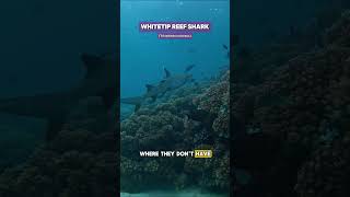 Scaring a WhiteTip Reef Shark in Fiji shorts ocean nature shark scary [upl. by Cuda]