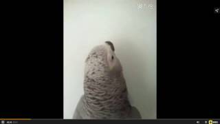 Talking parrot had a conversation with his owner in Chinese 鹦鹉和主人用北京话聊天 [upl. by Subak]