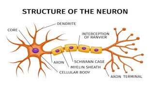 STRUCTURE OF THE NEURONSSC BIOLOGYNEURON 10TH CLASS ENGLISHNERVE CELL 10th ClassD GANESH [upl. by Nylram]