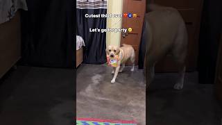 cutest thief 🤗  labra rubi  youtubeshorts shorts labrador dog cute viralsongs trending [upl. by Ilyak]