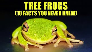 Tree Frog 🐸 10 FACTS You NEVER KNEW [upl. by Seeto]