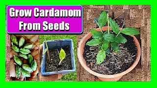 How To Grow Cardamom From Seed at Home [upl. by Anomar]