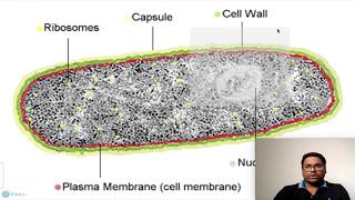 Prokaryotic Cell Nucleoid [upl. by Danzig]