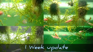 1 WEEK UPDATE ELODEA PLANT Growing fast  pondlife [upl. by Alyahsat944]