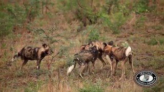 Hluhluwe Umfolozi Game Reserve Wild Dogs Playing and some incredible Interaction [upl. by Penny]