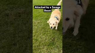 Attacked by a savage beast Goldador goldador goldenretriever [upl. by Sirref]