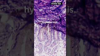 Skin Integumentary system skinlayers function defencesystem humanbodysystem [upl. by Ydeh]