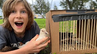 I Trapped a Rare White Pigeon in My Cardboard Bird Trap [upl. by Niemad]