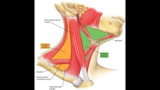 Exercise for the clavicular head of the sternocleidomastoid [upl. by Esau]