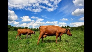 Bovine Veterinarian Corrects Abomasal Displacement in Cow [upl. by Napas409]