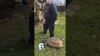 Tortoises rescued from fire in Copperas Cove shorts tortoise copperascove 6news kcen texasnews [upl. by Udella]