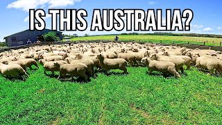 SORTING LAMBS ON THE GREENEST FARMLAND IN AUSTRALIA [upl. by Jaquith795]