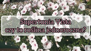 Supertunia Vista to roślina jednoroczna [upl. by Iorgos168]