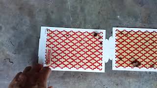 Catchmaster glue traps [upl. by Stag796]