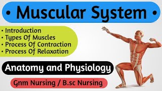 Muscular System Anatomy and Physiology  Muscle System  Anatomy and Physiology For Nursing Students [upl. by Solley]