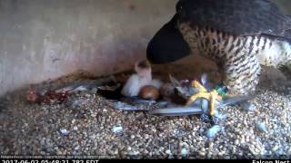 Peregrine Falcon Eyas Being Fed YellowBilled CuckooUnion County Courthouse [upl. by Charlotte572]