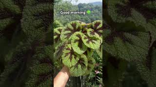 begonia plant goodmorning naturelovers plantspiration01 petsandplants shortsvideo youtube [upl. by Nerehs]