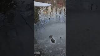 FOR THE BOYS fishing theboys fortheboys boys ice icebreaking viralvideo foryoupage fypシ゚ [upl. by Morten704]