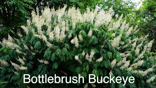 Bottlebrush Buckeye [upl. by Suiratnauq]