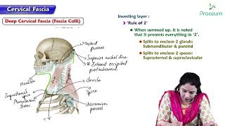 Cervical fascia and spaces  Head and Neck Anatomy  MBBS Lecture [upl. by Aytak]