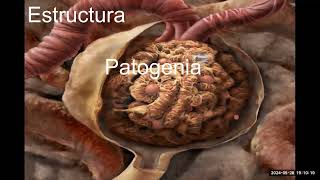 CLASE 9  Glomerulopatias [upl. by Hyacinthia]