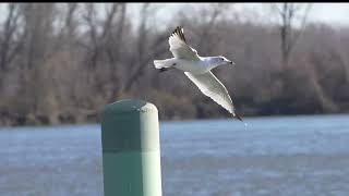 20240329 ring billed gull glastonbury boathouse slomo [upl. by Liagabba]