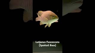 Lutjanus Fuscescens Freshwater SnapperSpottail Bass [upl. by Eceinert]