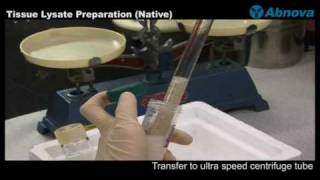 Tissue Lysate Preparation Native [upl. by Dnamra]