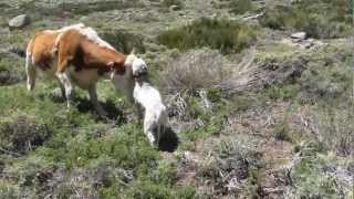 Bullterrier vs Cow [upl. by Etnauq]